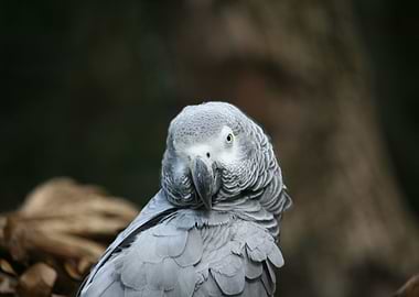 Congo African Grey