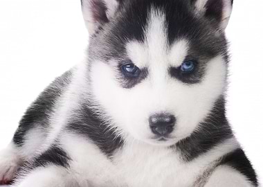 Husky Dogs