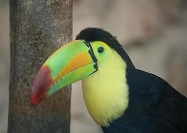 Toucan
