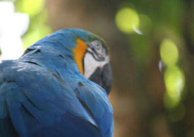 blue and gold macaw