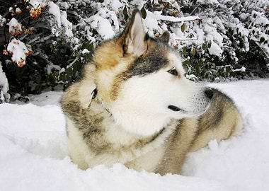 Husky Dogs Dog Winter