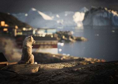 Husky Dogs Dog Pet Depth