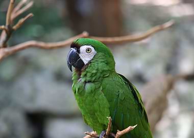 amazon parrot