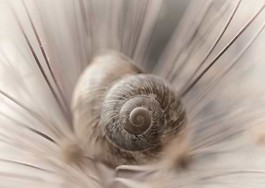 Snail shell