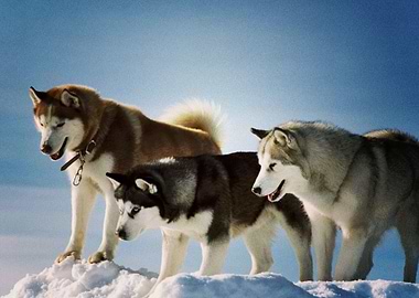 Husky Dogs Dog