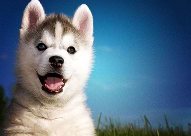 Husky Dogs Dog Puppy