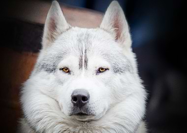 Siberian Husky Dogs Dog H