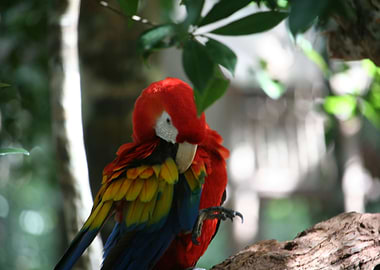 scarlet macaw