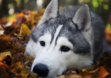Husky Dogs Dog
