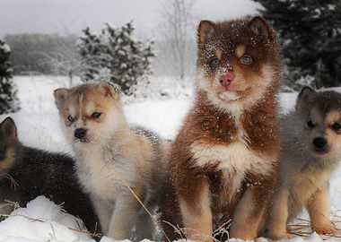 Husky Dogs Baby Dog Sibe