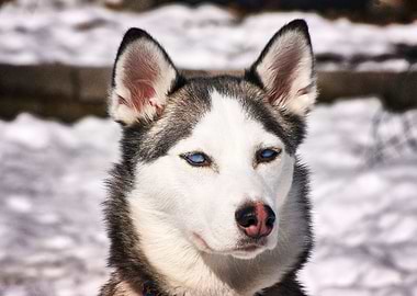 Husky Dogs Dog