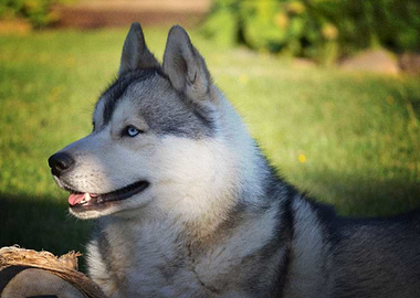 Husky Dogs Dog