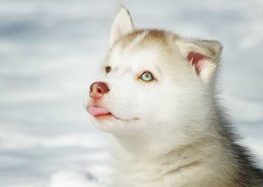 Husky Dogs Dog