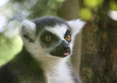 Ring Tailed Lemur
