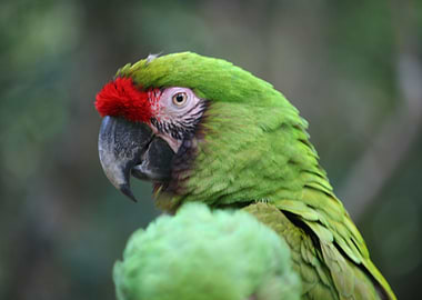 Macaw