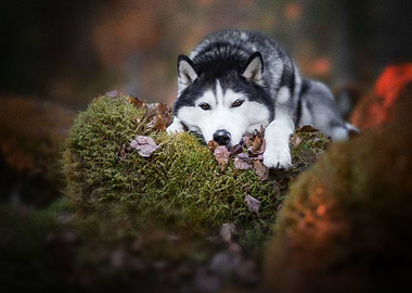 Husky Dogs Dog Pet Moss