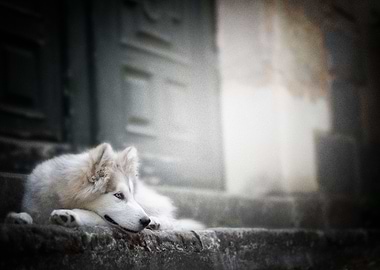 Siberian Husky Dogs Dog P