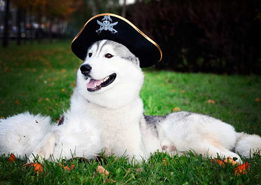 Husky Dogs Dog Grass