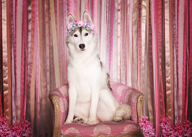 Siberian Husky Dogs Dog P