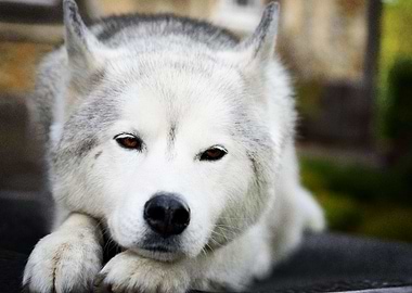 Husky Dogs Dog Pet Muzzle