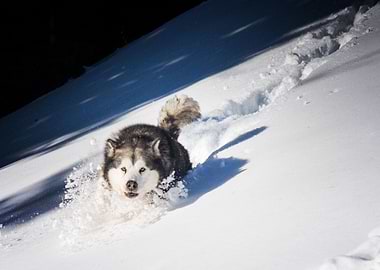 Husky Dogs Dog Pet Snow W