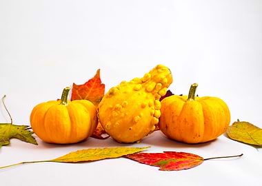 Pumpkins squash and leaves