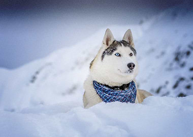 Husky Dogs Pet Dog Snow