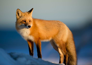 Fox in the snow
