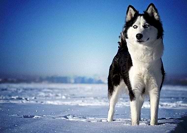 Husky Dogs