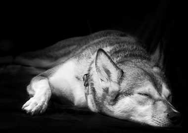 Husky Dogs Pet Sleeping B