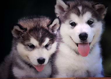 Husky Dogs Puppy Dog Pet