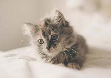 Cute Cat