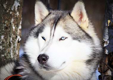 Husky Dogs