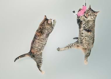 Jumping cats