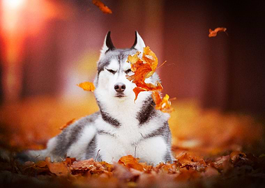 Husky Dogs Dog Pet Depth