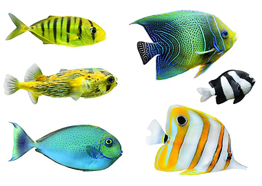 Tropical Fish Collection