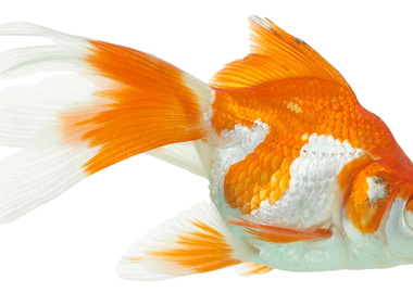 Gold Fish