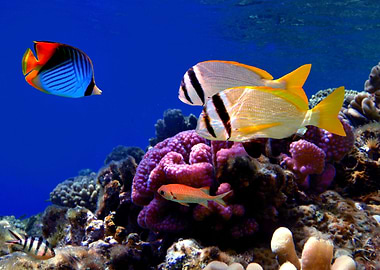 Tropical Fish Collection