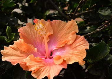 Hibiscus Flower Fantasy