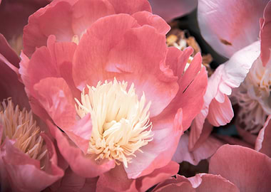 Peony flower
