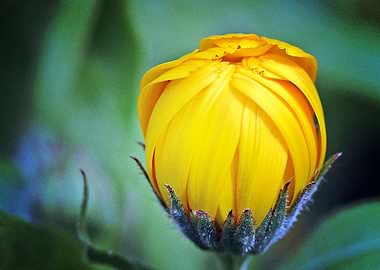 Earth Marigold Flowers Clo