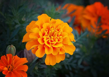 Earth Marigold Flowers Flo