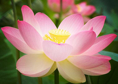 Earth Lotus Flowers Flower