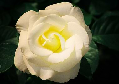 Earth Rose Flowers White F