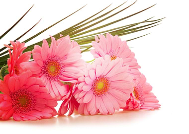 Earth Gerbera Flowers Flow