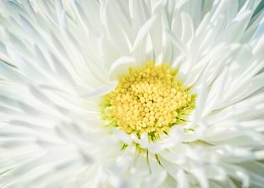 White Daisy Flower