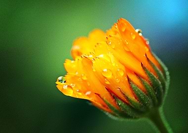 Earth Marigold Flowers Flo