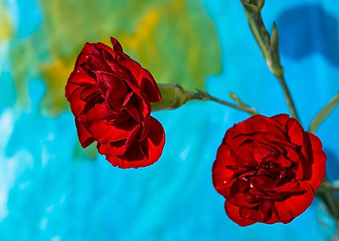 Red carnations