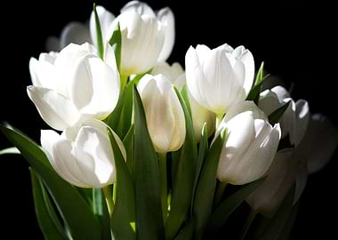 Earth Tulip Flowers Flower