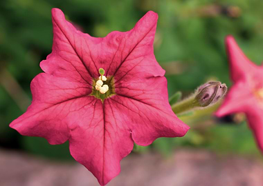 Petunia flower